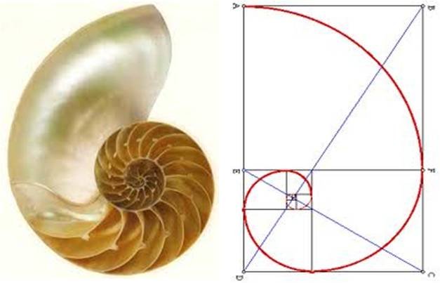  Geometría Sagrada caracol