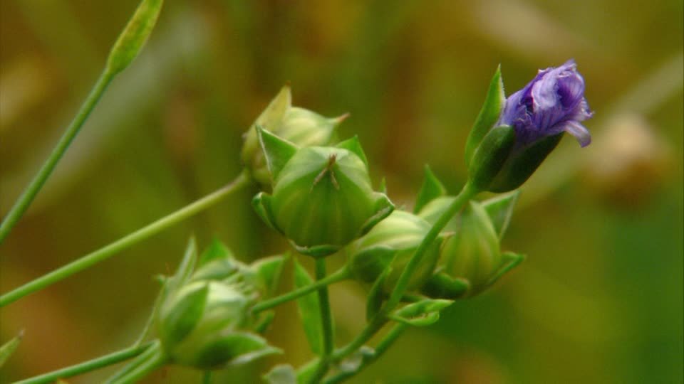 planta de linaza