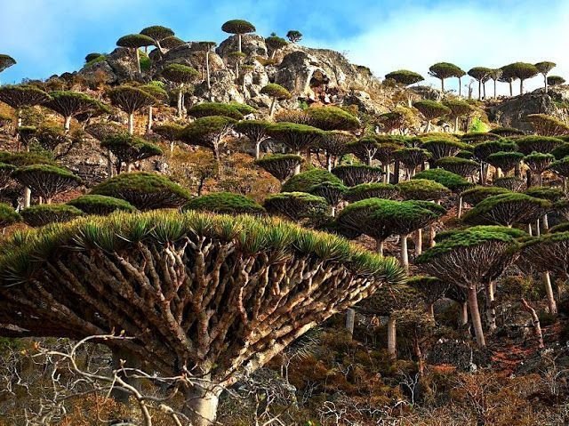 Socotra, Mar de Arabia