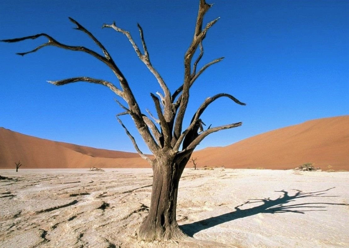 pájaro quejón y su árbol