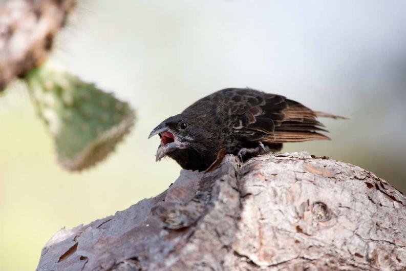 ángel y el pájaro quejón,