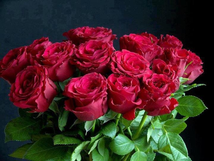 las rosas rojas