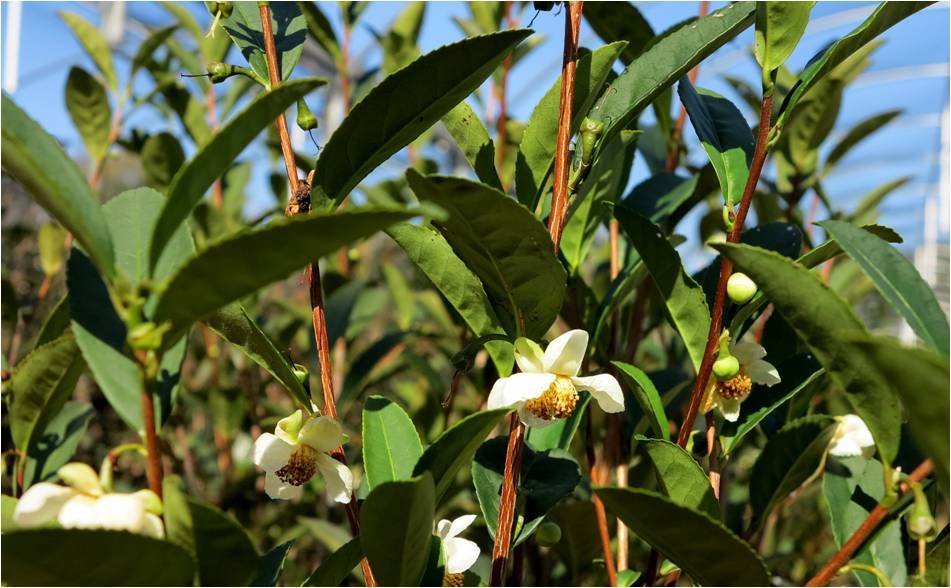 Planta de Camelia para elaborar el té negro