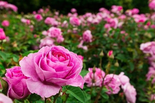 terapia holistica de flores